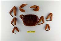 藏品(紫地蟹)的圖片